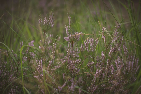 dscf6658.jpg