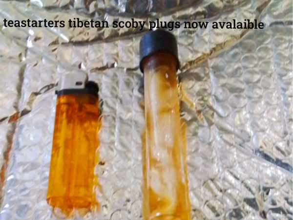 Tibetan (heirloom culture ) SCOBY plug