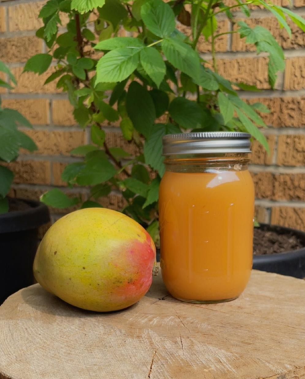 Irish Sea Moss Gel Mango Infused 8-oz Jar