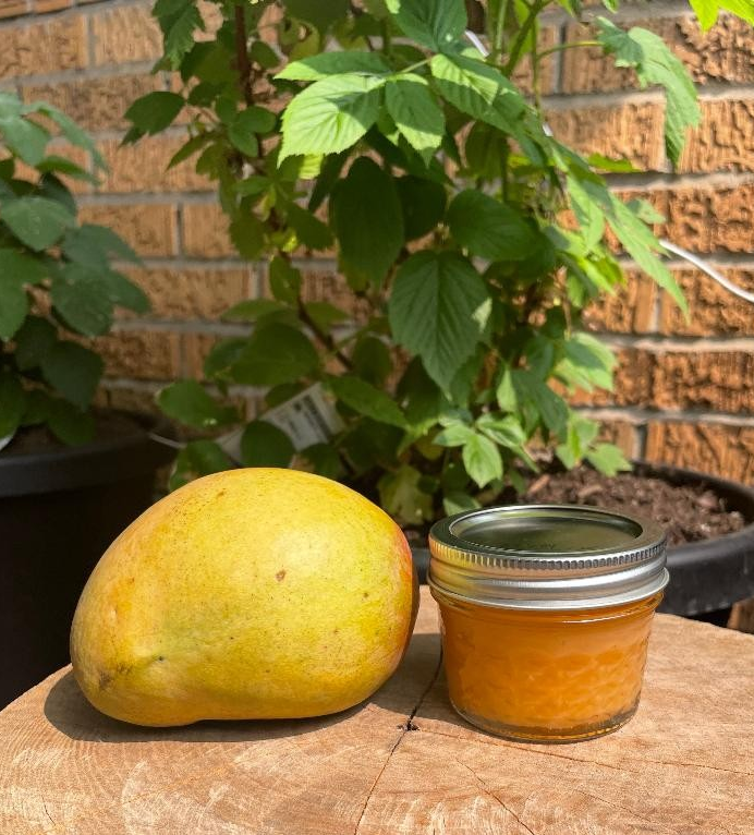 Irish Sea Moss Gel Mango Infused 4-oz Jar