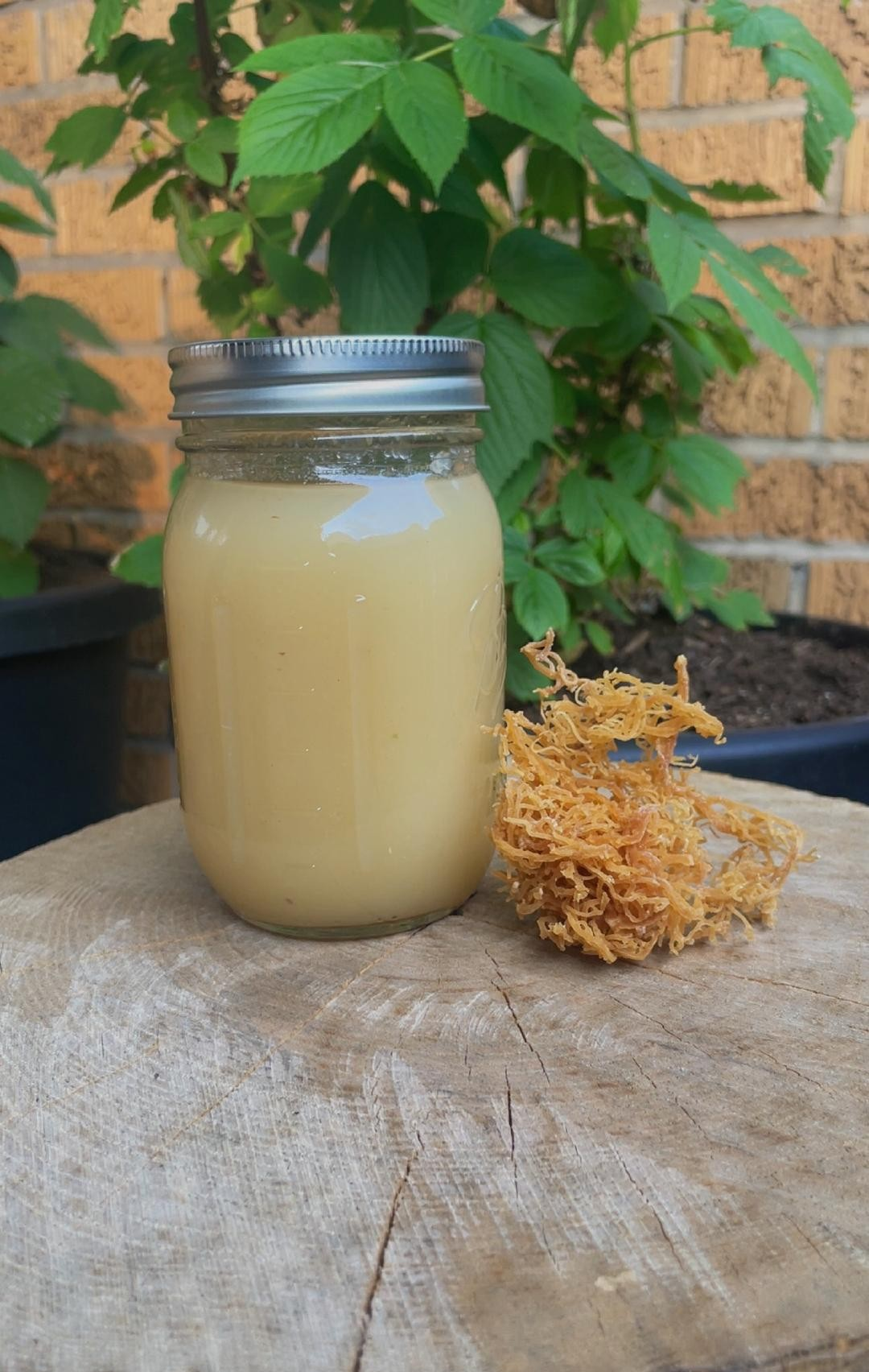 Sea Moss Gel Original 8-oz Jar