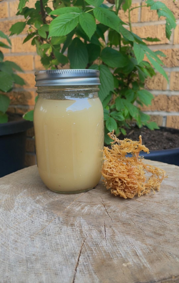 Sea Moss Gel Original 8-oz Jar