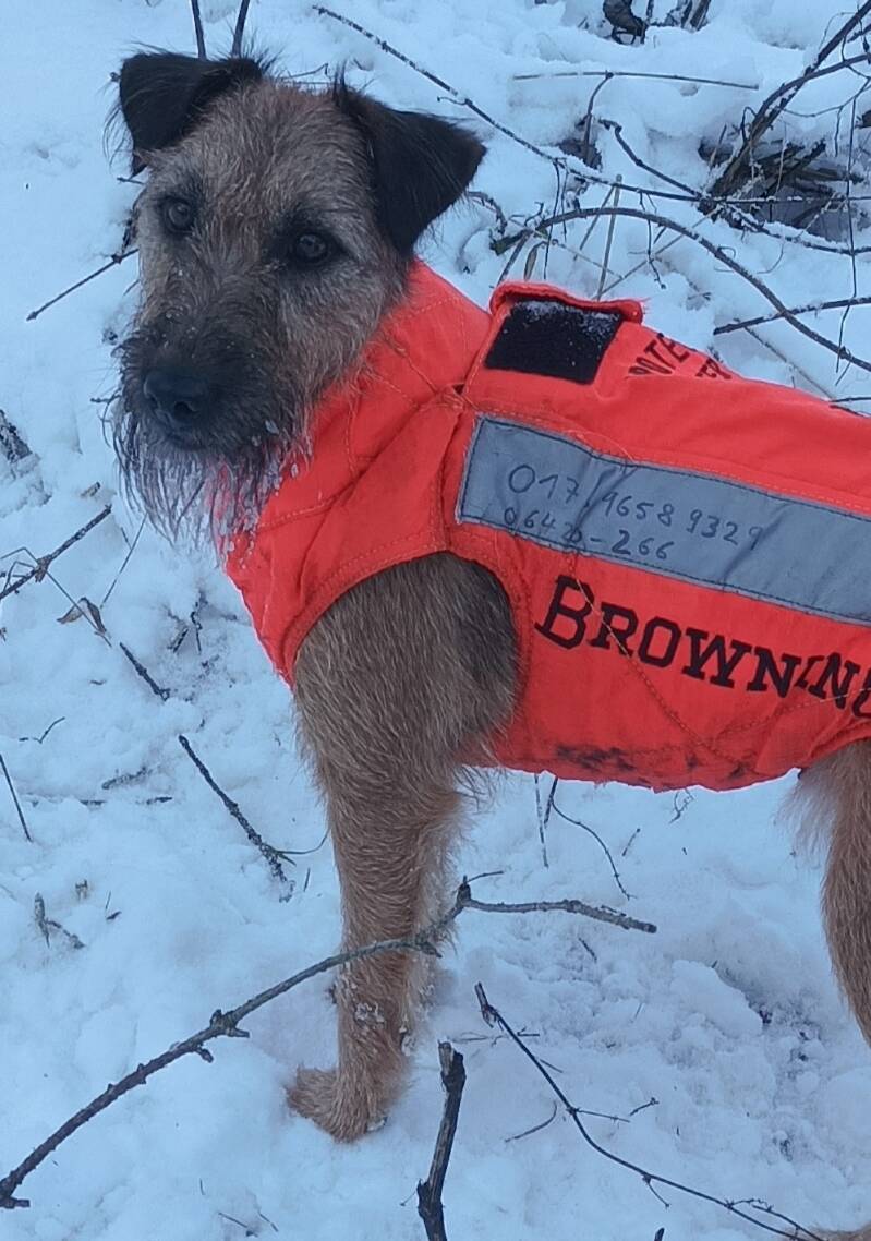Westfalenterrier Drückjagd Leima