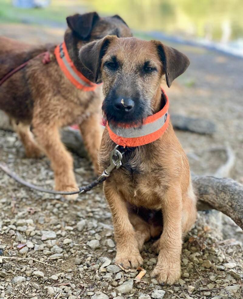 Westfalenterrier Welpe Aron