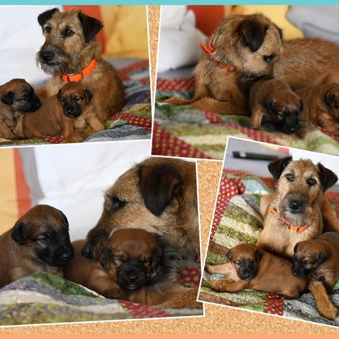 Frida Welpen Westfalenterrier
