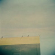 pigeons_00000-1.jpg