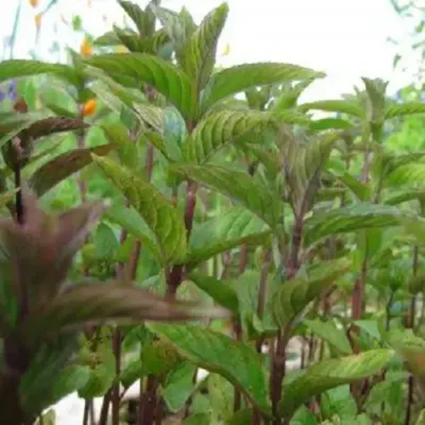 Fresh chocolate mint or spirement