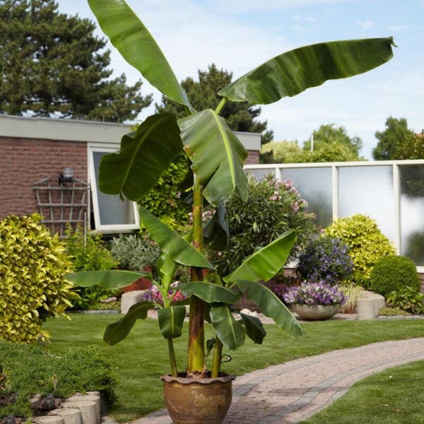 Nusa Basjool cold hardy banana plants