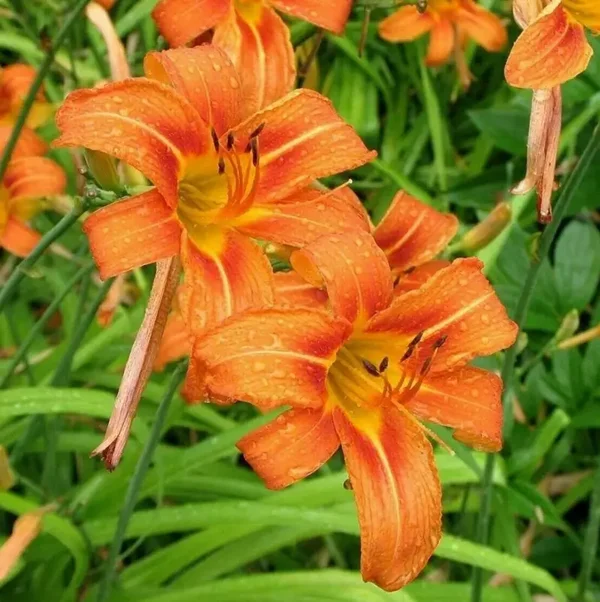 Lancifolium orange tiger lily and orange day lillies