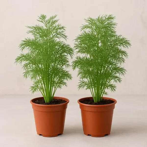 Fresh dill, sweet basil, and cilantro plants