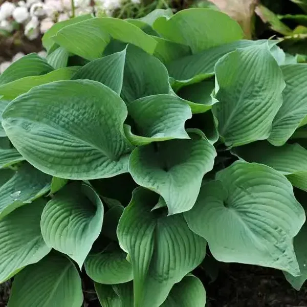Variety of Hostas