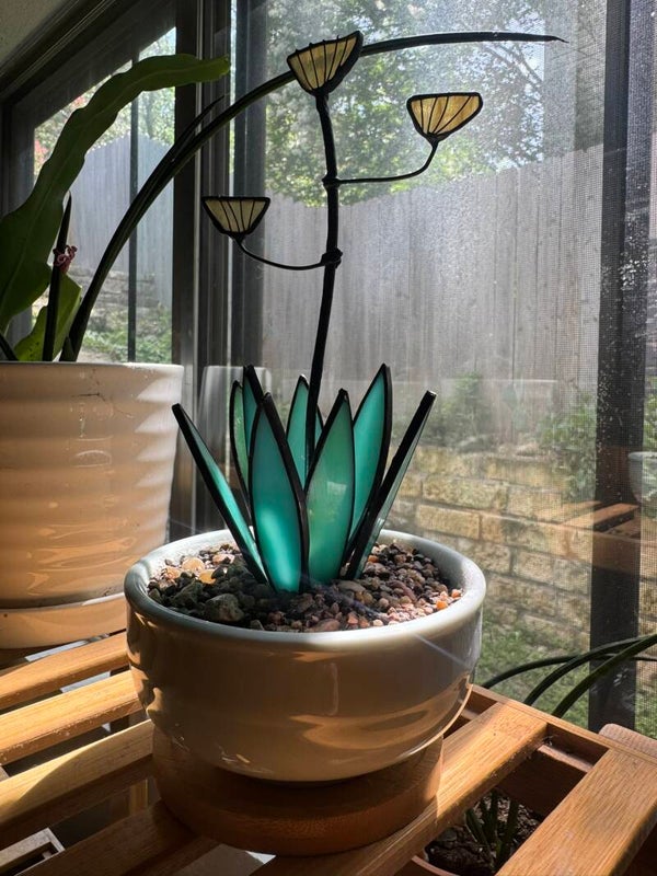 Agave with Bloom in White Thrifted Bowl - Medium