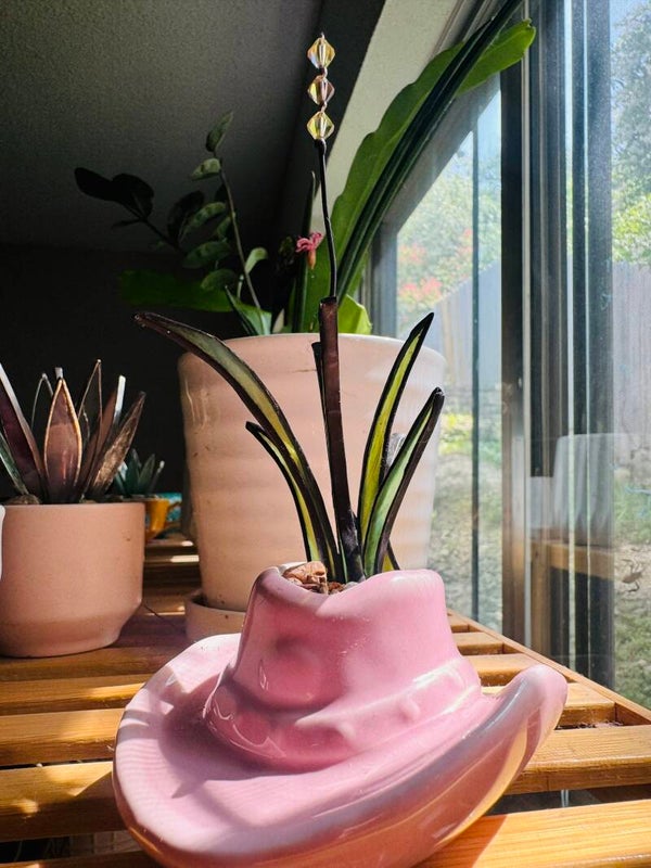Aloe with bloom in small pink cowgirl hat