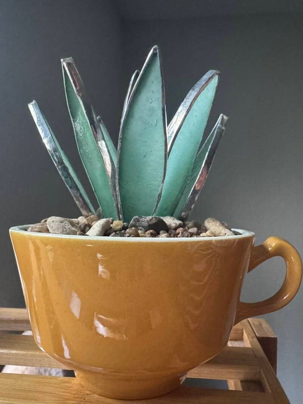 Agave in thrifted vintage teacup