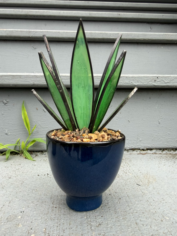Milky Green Agave in Navy Blue Planter