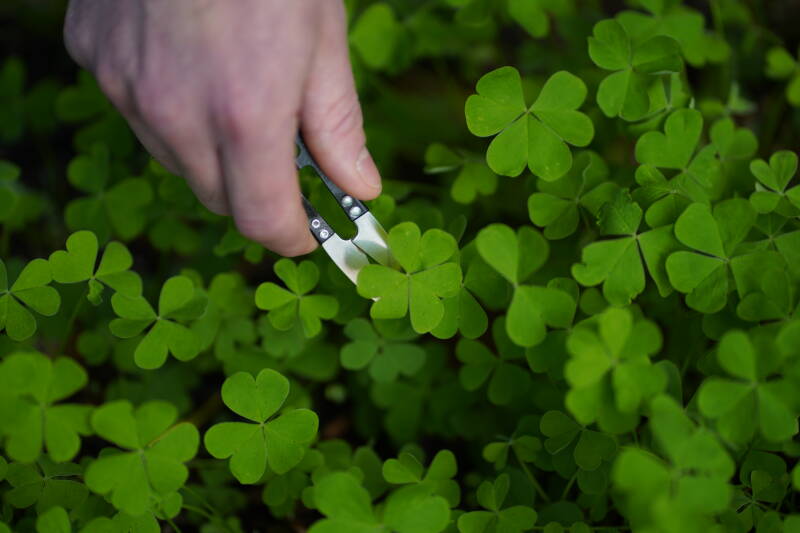 Production locale Castelmoron-sur-Lot Restaurant gastronomique Lot et Garonne Restaurant L'Herboriste 