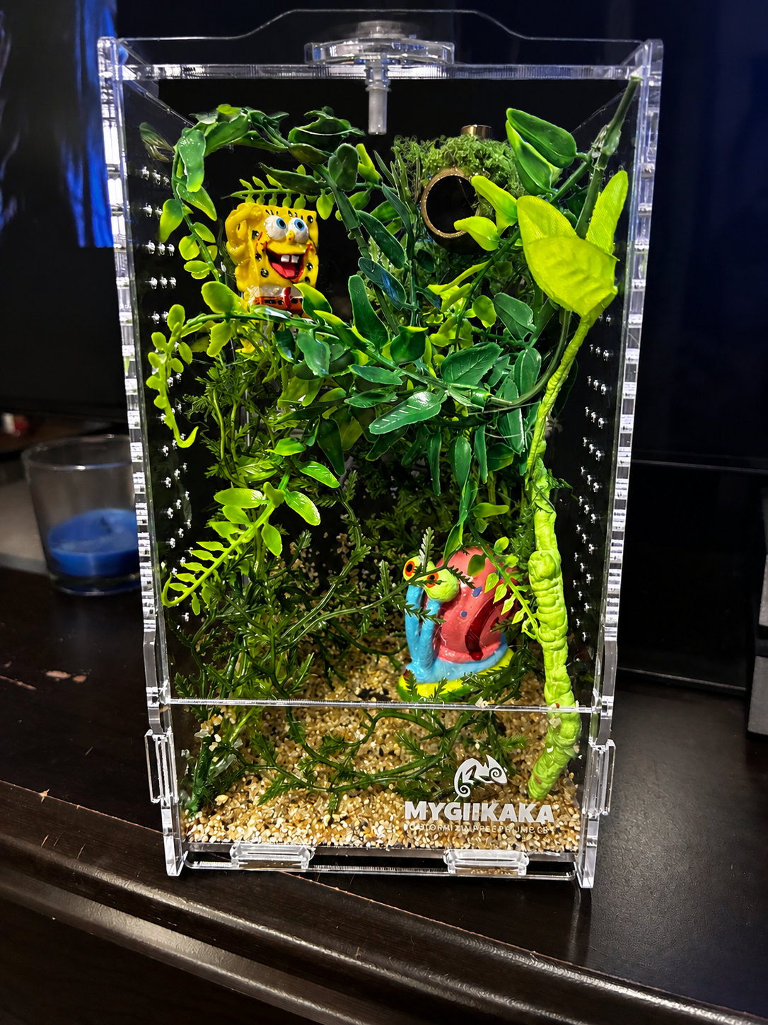 🍍 SpongeBob SquarePants-Themed Jumping Spider Enclosure 🕷️🌊