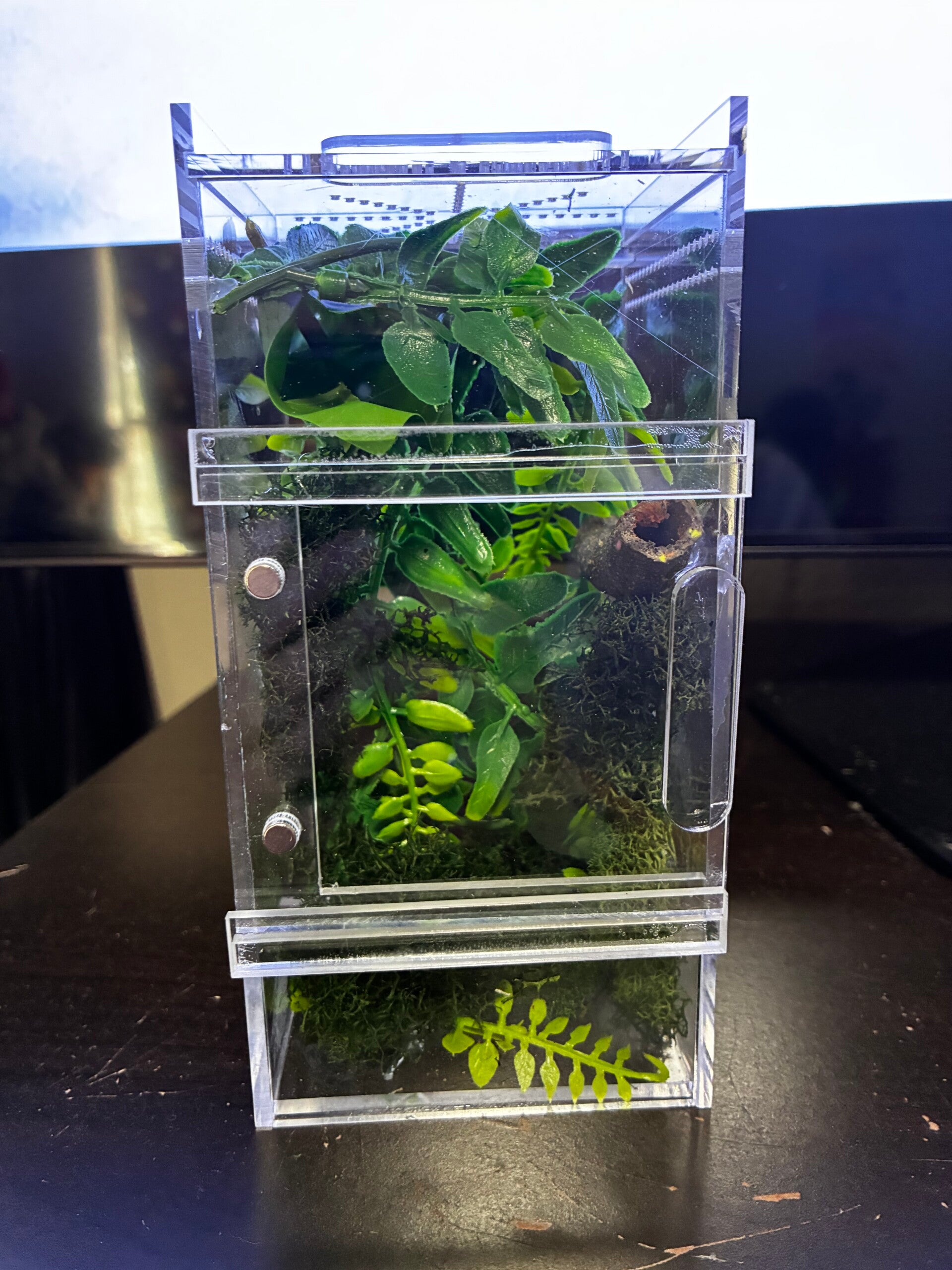 Enchanted Forest Spooder Habitat