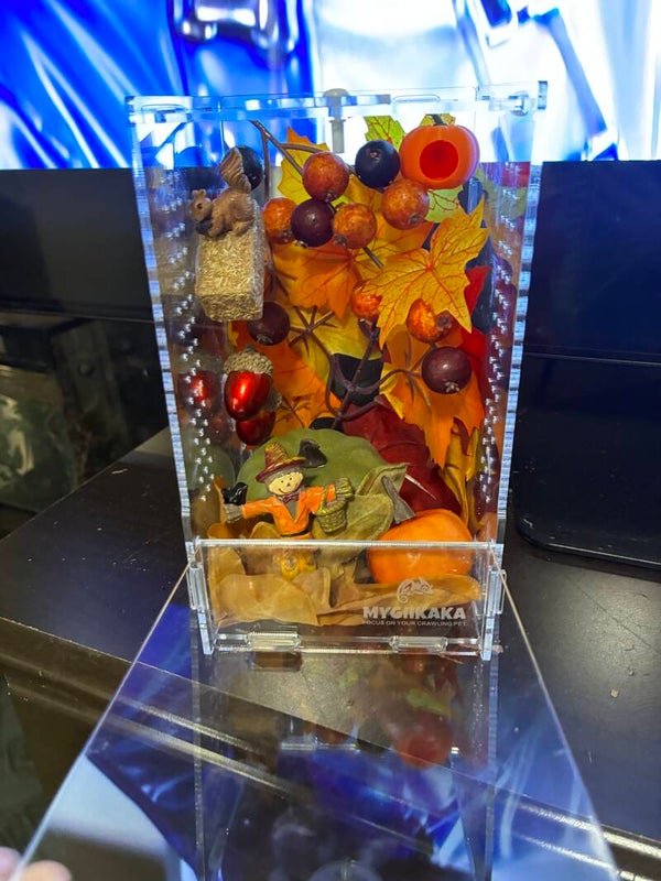 Autumn Harvest Spooder Habitat