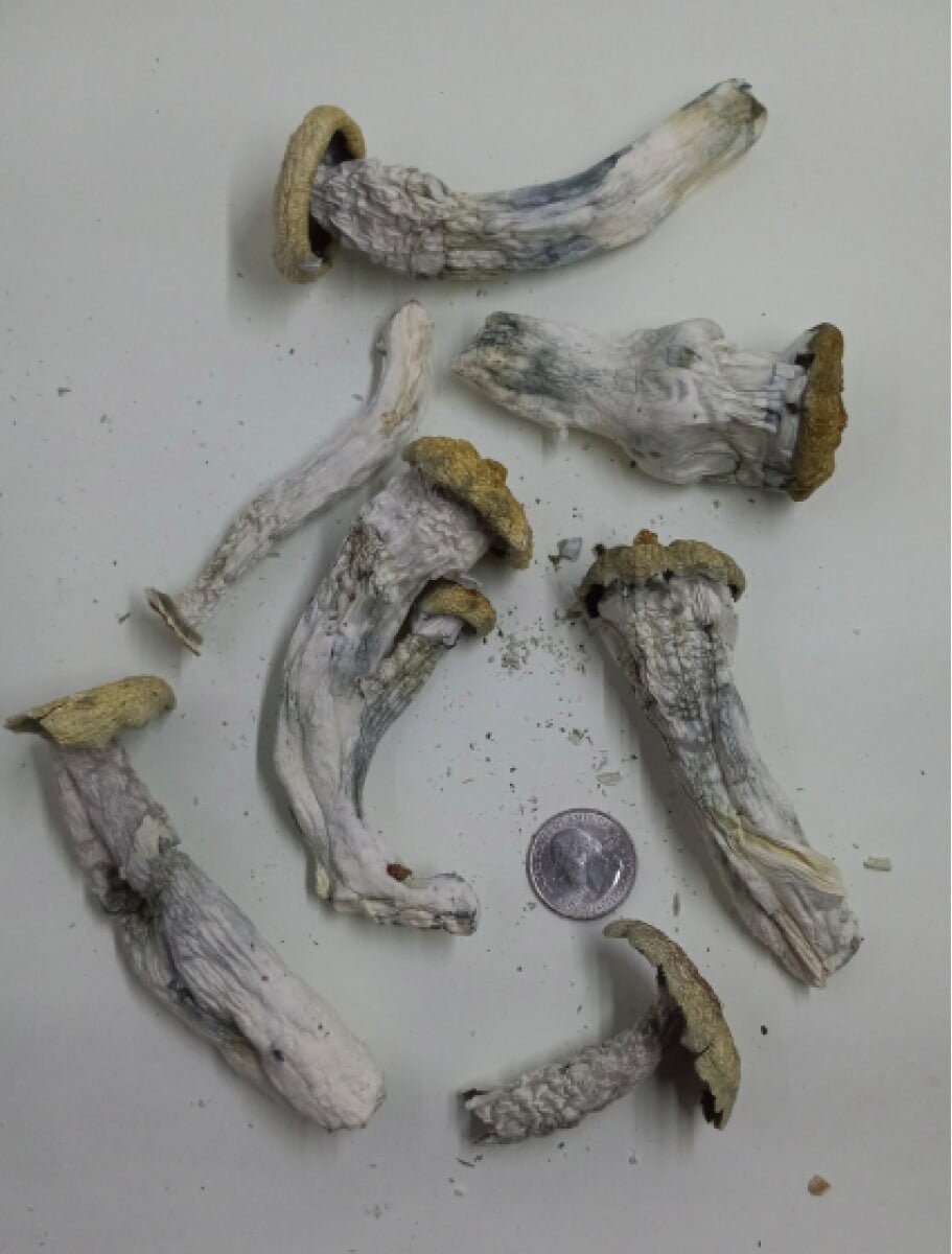 Penis envy Ozs only Strong