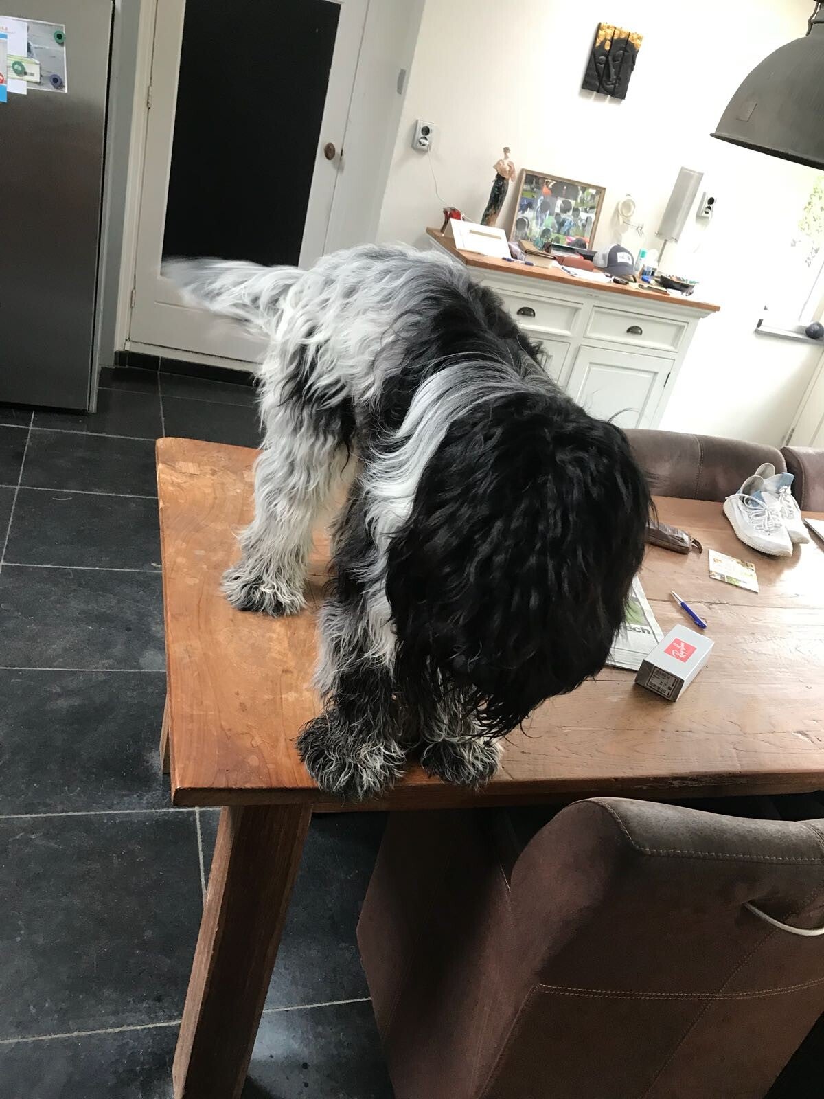 honden,hond,hondentraining,hondenschool,pup,puppy,basiscursus,puppytraining,puppycursus,vervolgcursus,groepstraining,trekken aan de lijn,training hond,relatie hond,Lamswaarde,Zeeuws Vlaanderen,Zeeland,Hulst,privetraining,individuele training,heropvoeding,