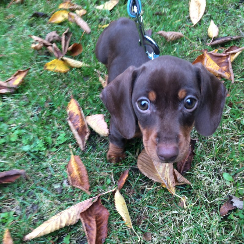 honden,hond,hondentraining,hondenschool,pup,puppy,basiscursus,puppytraining,puppycursus,vervolgcursus,groepstraining,trekken aan de lijn,training hond,relatie hond,Lamswaarde,Zeeuws Vlaanderen,Zeeland,Hulst,privetraining,individuele training,heropvoeding,