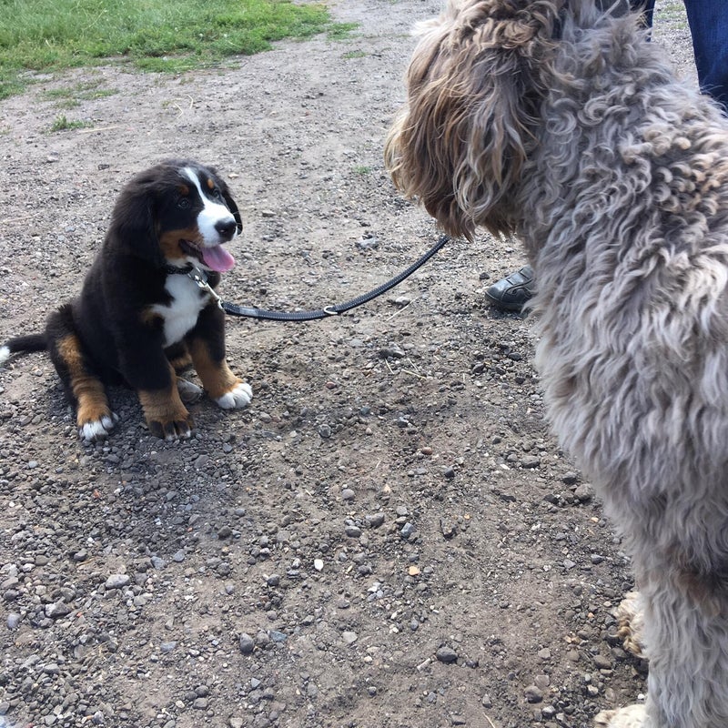 honden,hond,hondentraining,hondenschool,pup,puppy,basiscursus,puppytraining,puppycursus,vervolgcursus,groepstraining,trekken aan de lijn,training hond,relatie hond,Lamswaarde,Zeeuws Vlaanderen,Zeeland,Hulst,privetraining,individuele training,heropvoeding,
