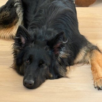 honden,hond,hondentraining,hondenschool,pup,puppy,basiscursus,puppytraining,puppycursus,vervolgcursus,groepstraining,trekken aan de lijn,training hond,relatie hond,Lamswaarde,Zeeuws Vlaanderen,Zeeland,Hulst,privetraining,individuele training,heropvoeding,