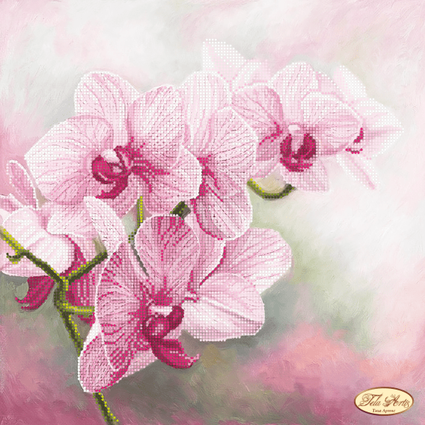 Orchidee