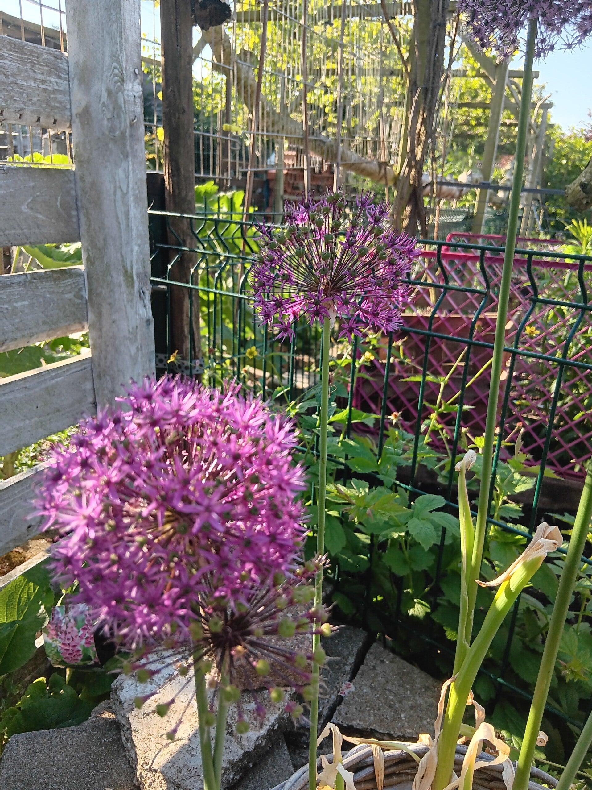 Biologische Sierui Giganteum Zaden