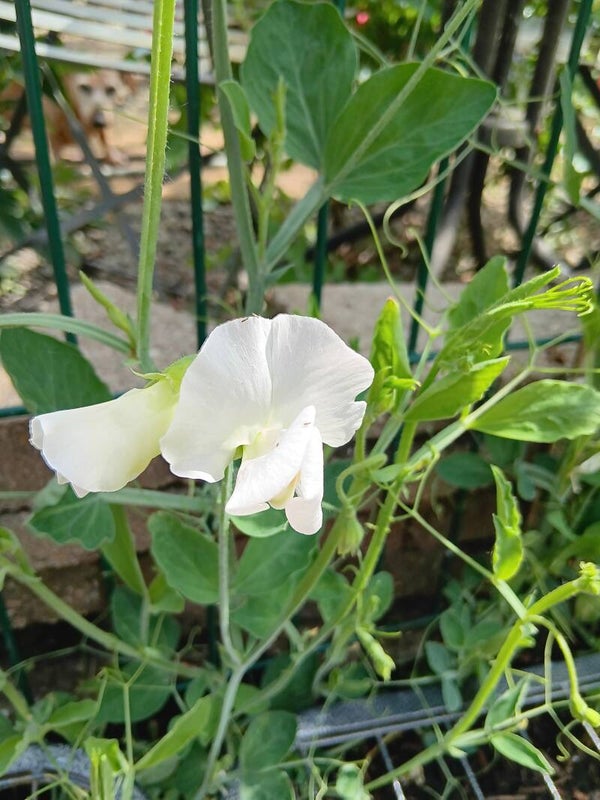 Biologische Lathyrus Night.& Day Zaden 10st
