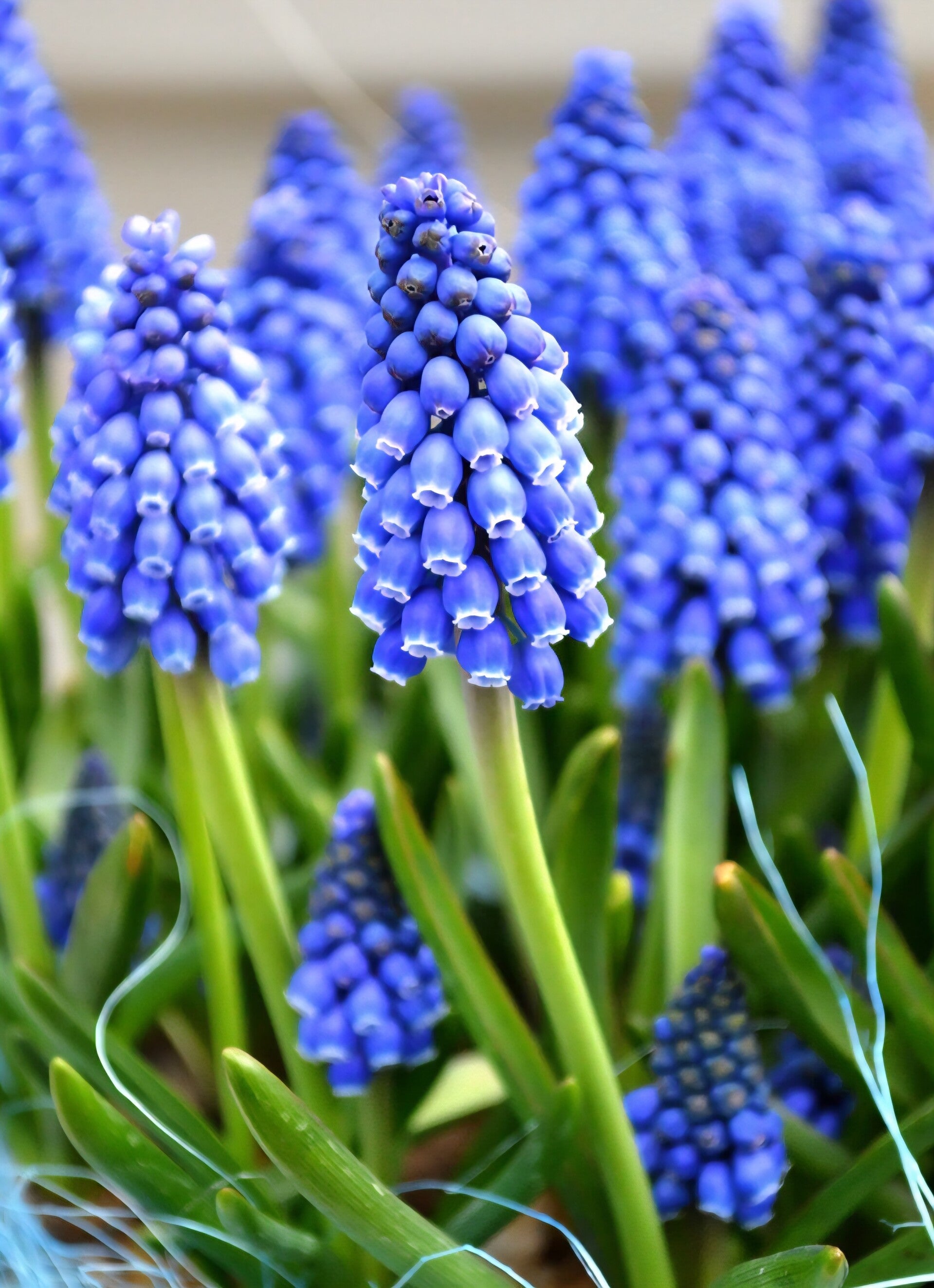 Biologische Blauwe Druifjes Zaden