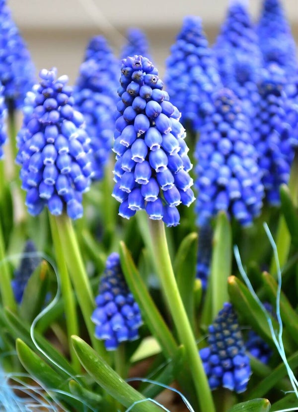 Biologische Blauwe Druifjes Zaden