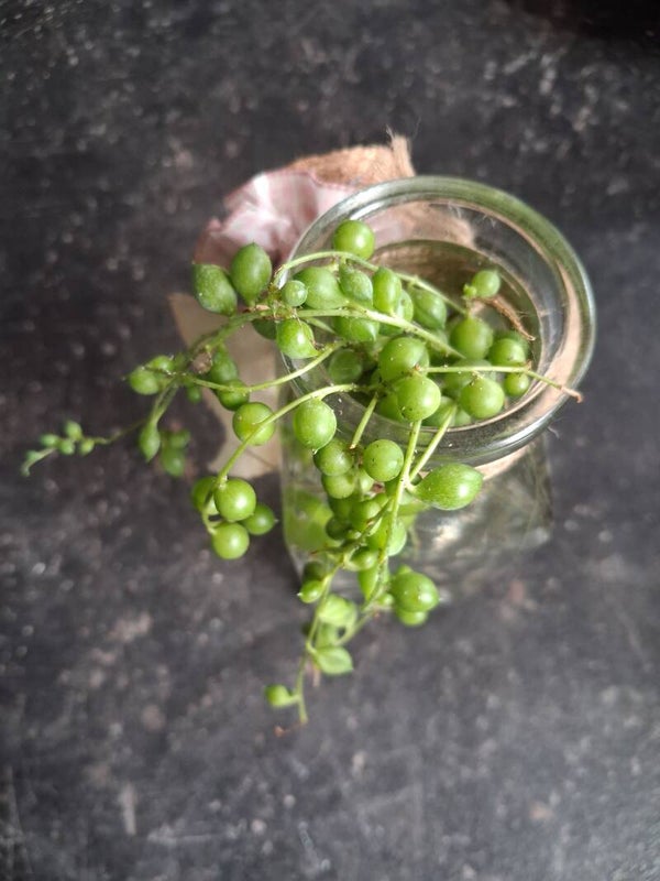 Stek Senecio Rowleyanus