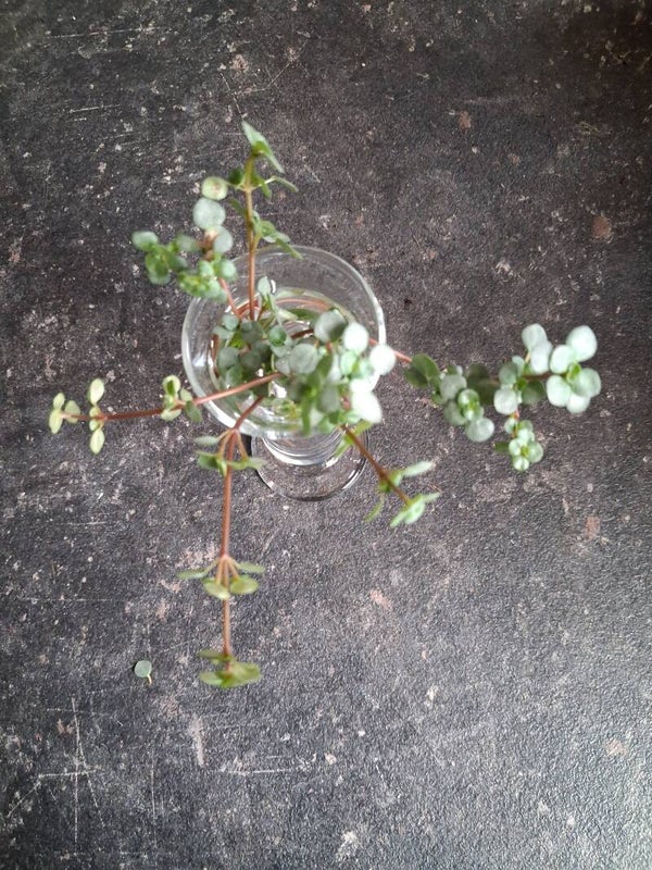 Stek Pilea glauca