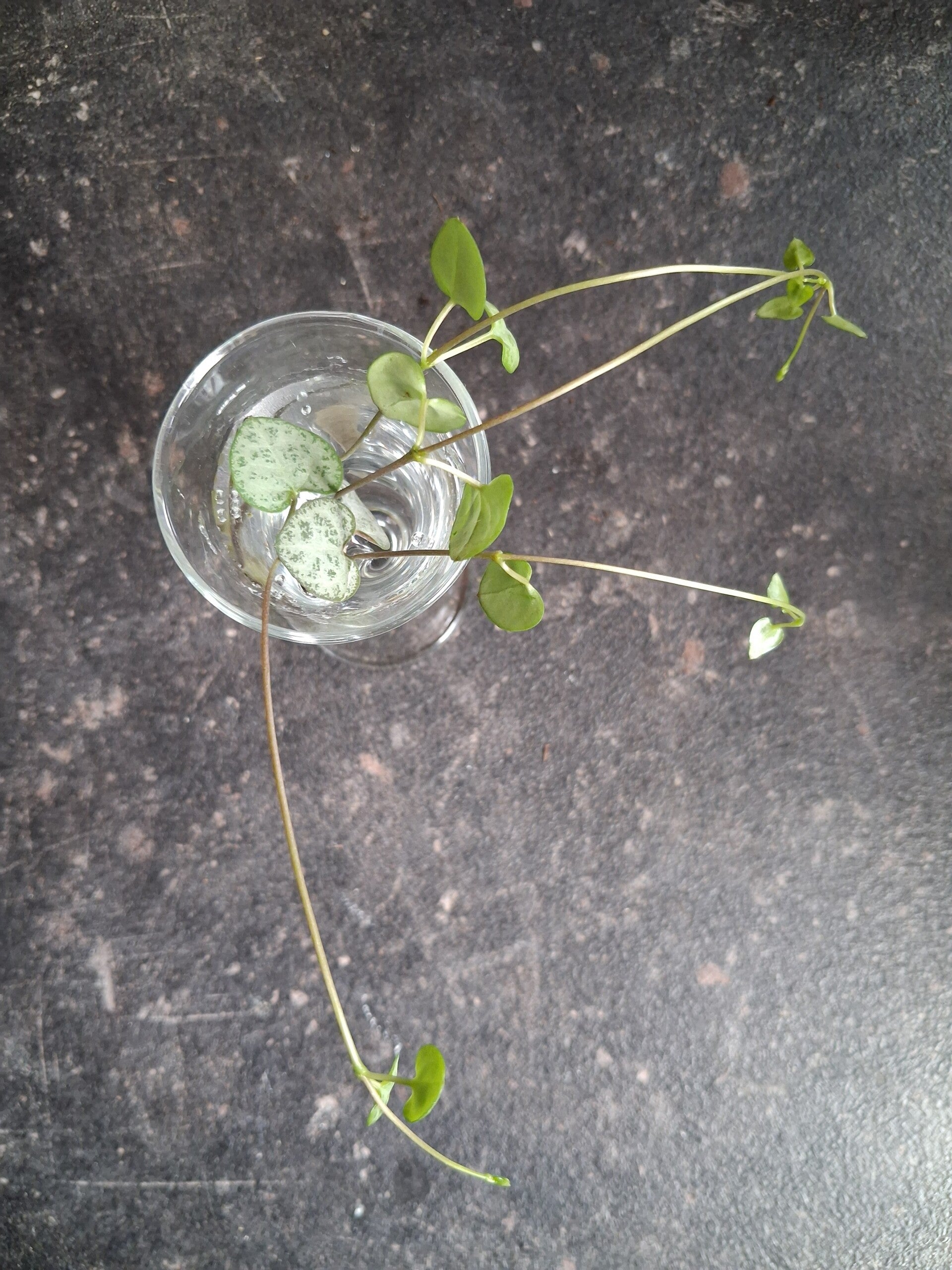 Stek Ceropegia Woodii 'String of Hearts'