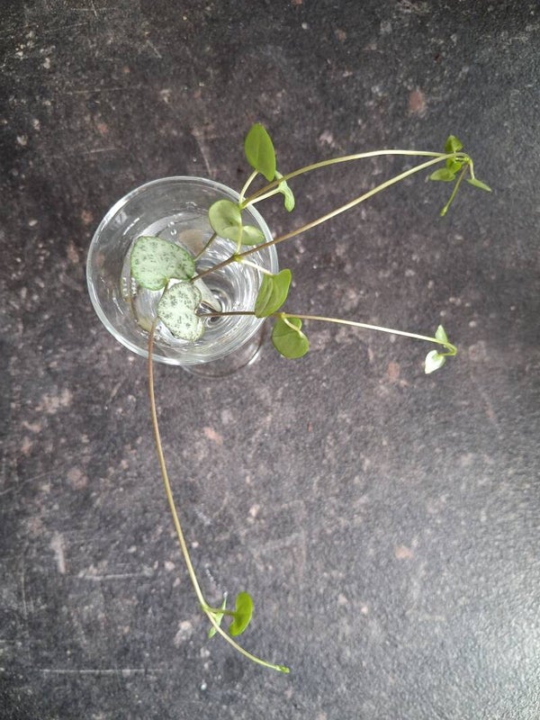 Stek Ceropegia Woodii 'String of Hearts'