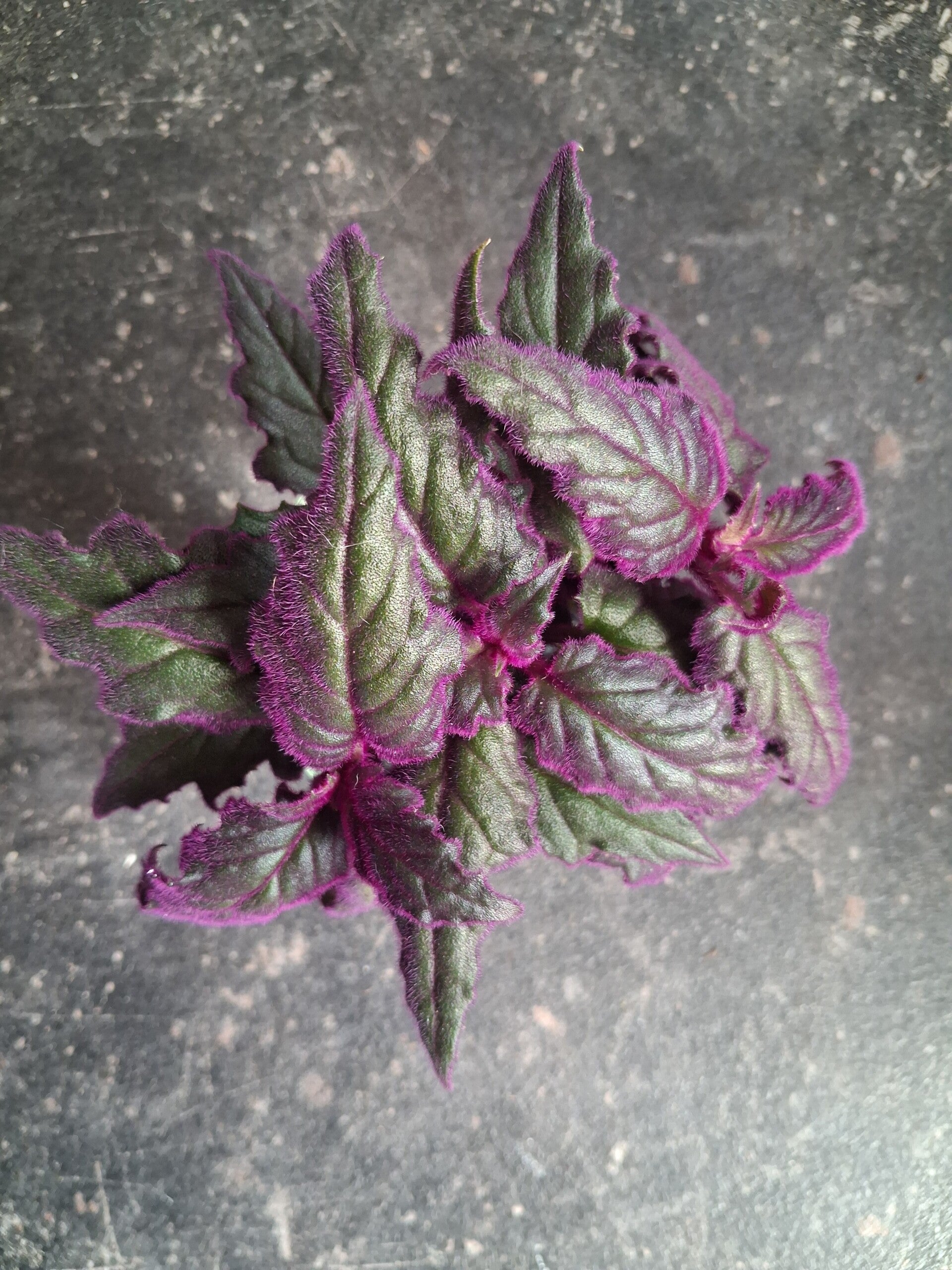 Stek Gynura aurantiaca 'Purple Passion'