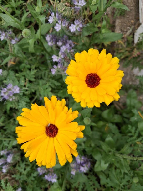 Biologische Goudsbloem Zaden