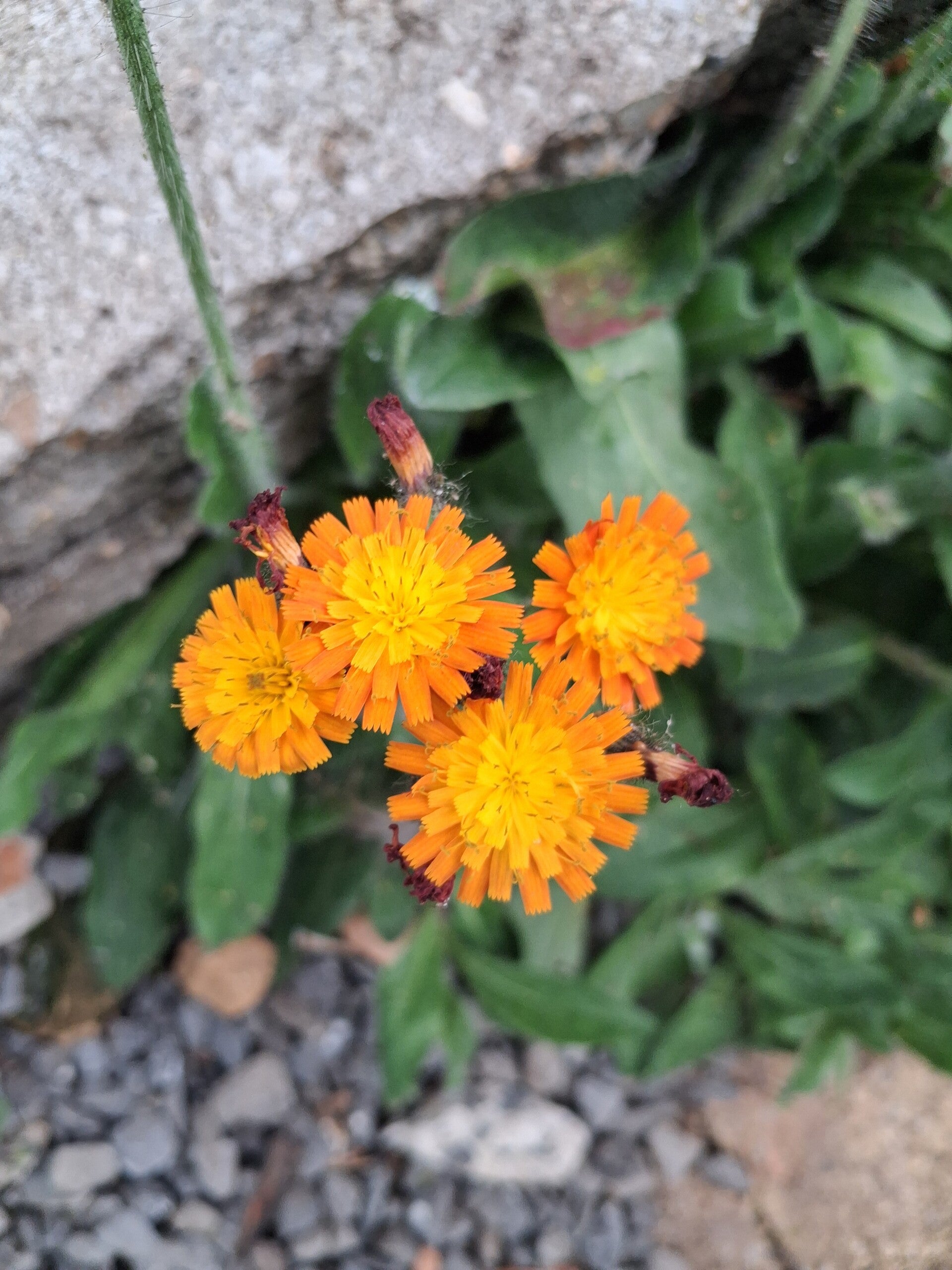 Biologische Oranje Havikskruid Zaden