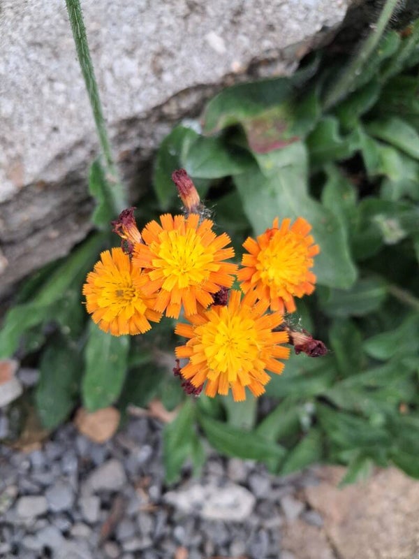 Biologische Oranje Havikskruid Zaden