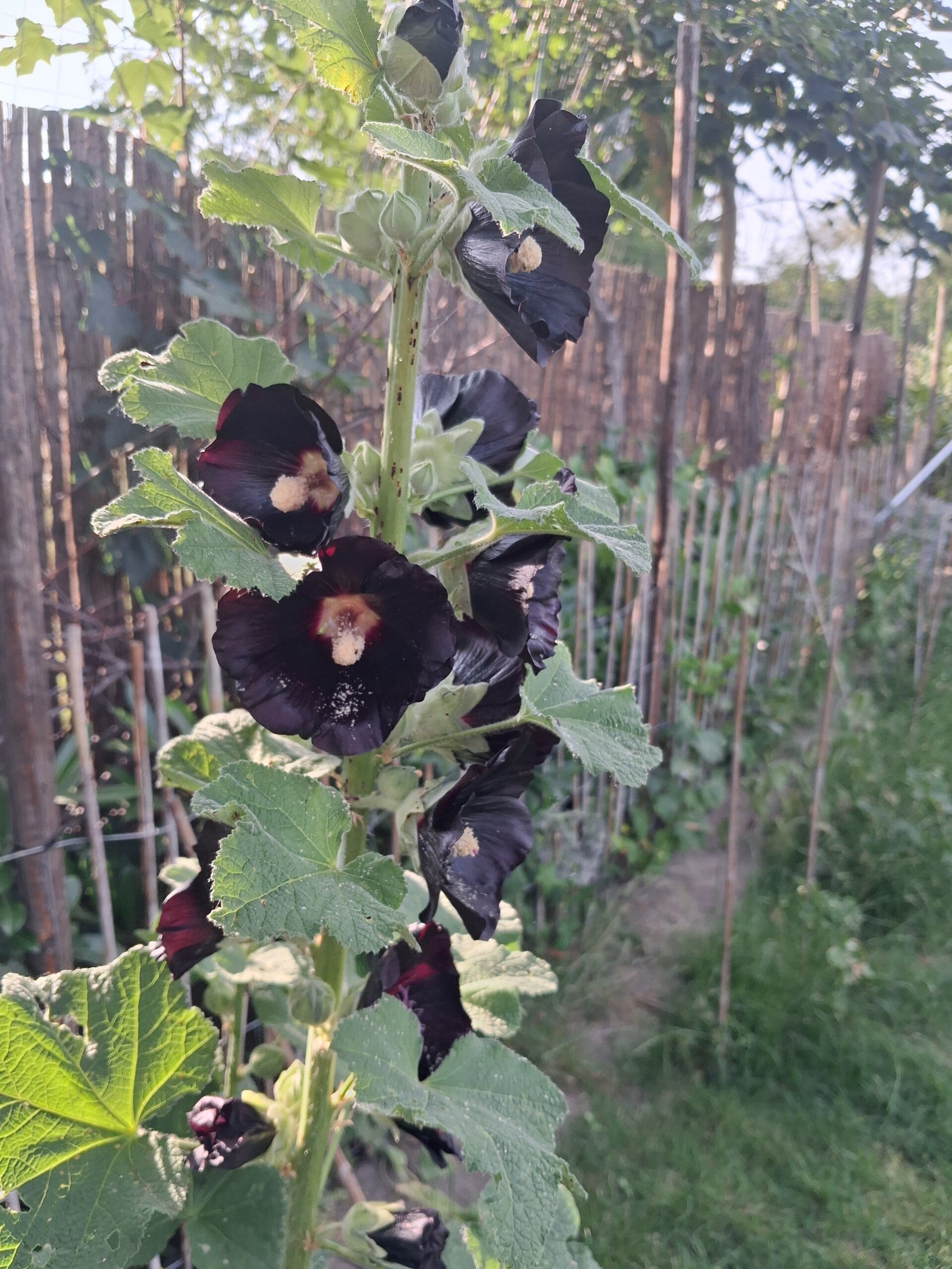 Biologische Stokroos Nigra Zaden