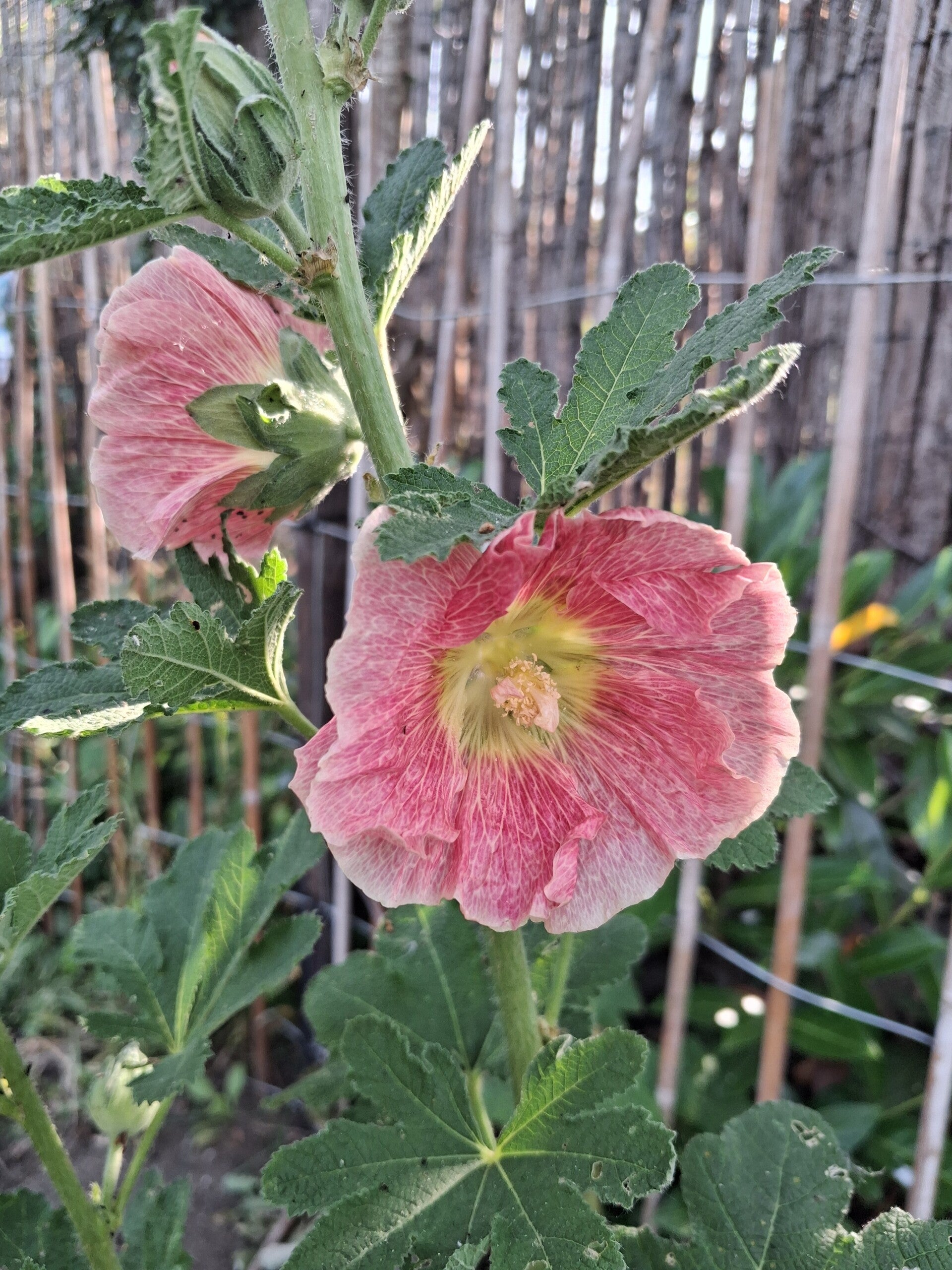 Biologische Stokroos Peach Zaden