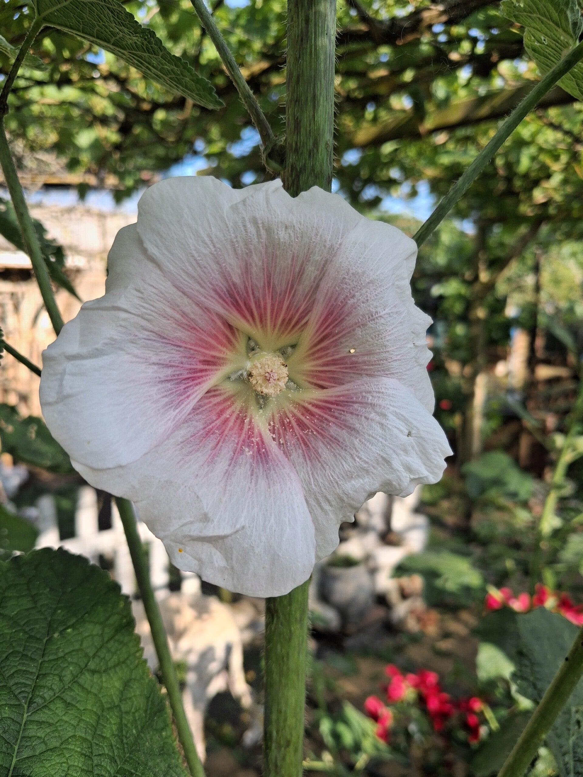 Biologische Stokroos Wit/Roze Zaden