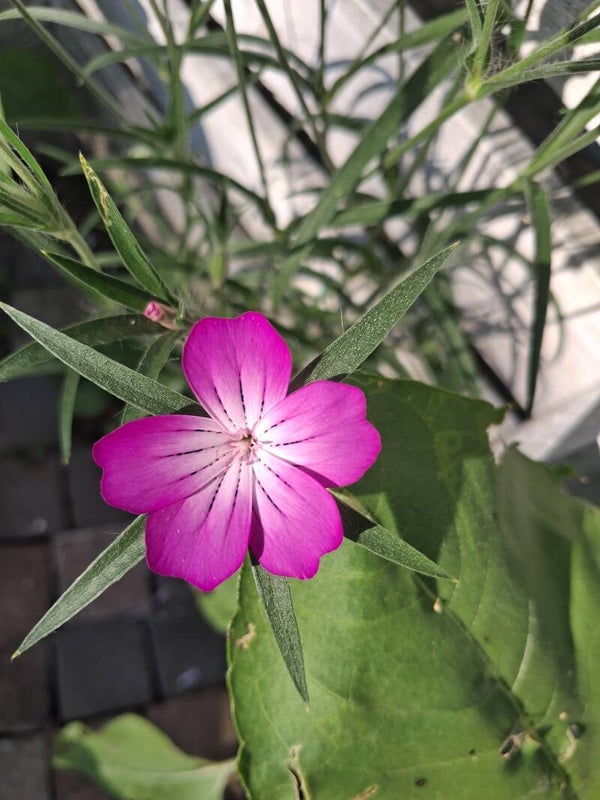 Biologische Bolderik Zaden