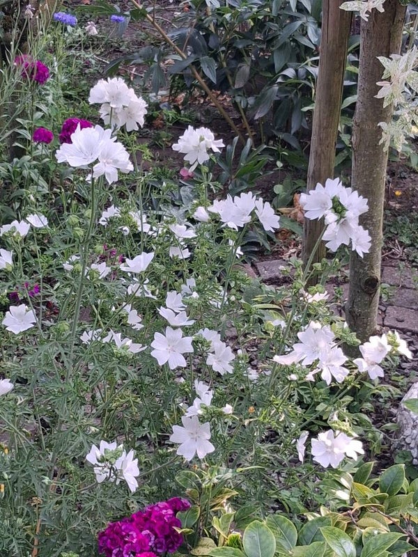 Biologische Malva Alba Zaden VERWACHT 2026