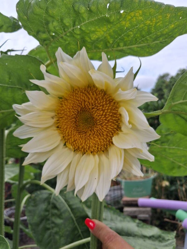 Biologische Zonnebloem White Sun F1 Zaden 5st