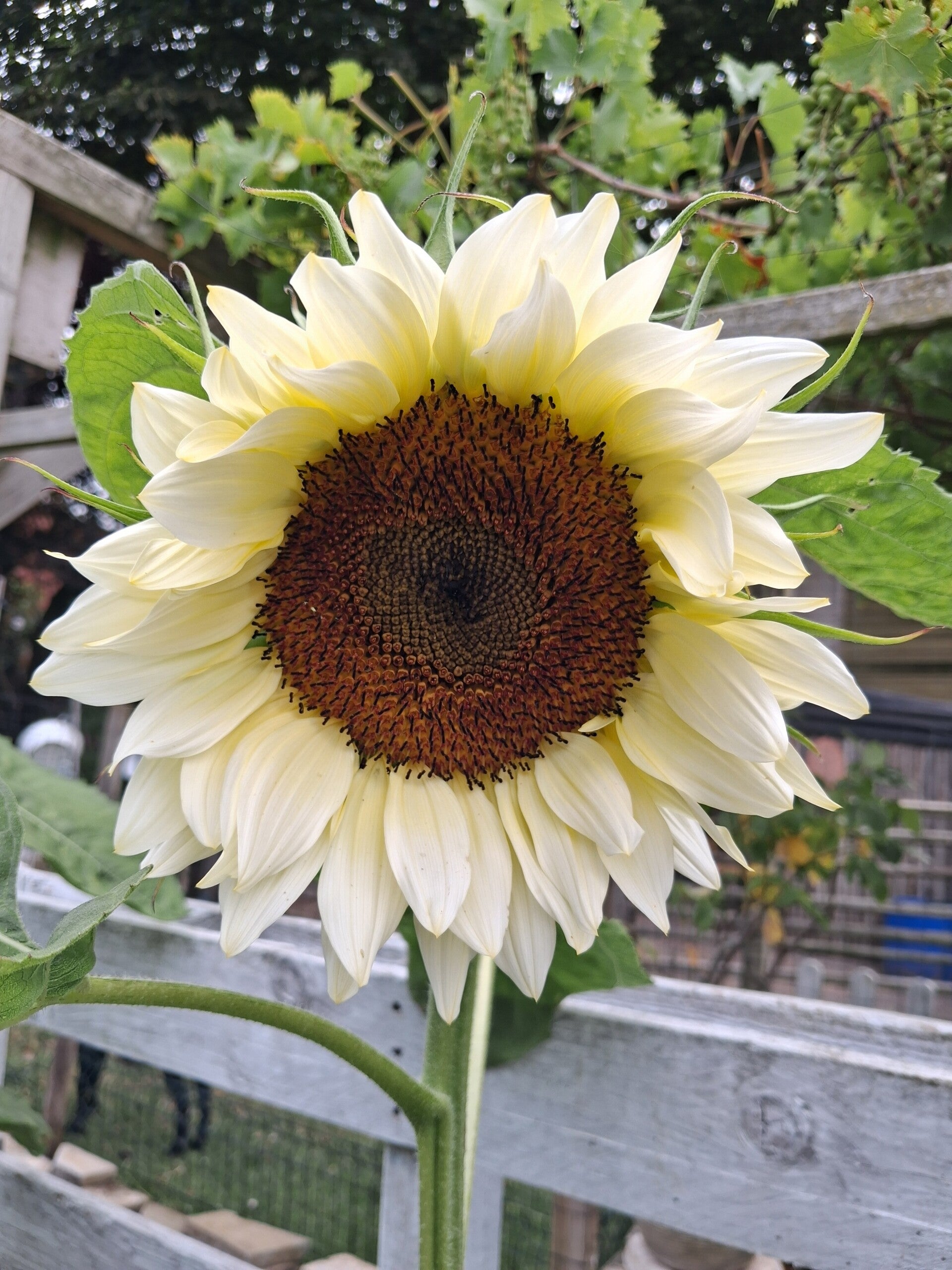 Biologische Zonnebloem White Moon F1 Zaden 5st