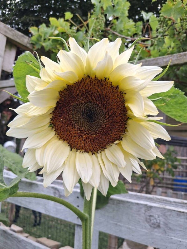 Biologische Zonnebloem White Moon F1 Zaden 5st