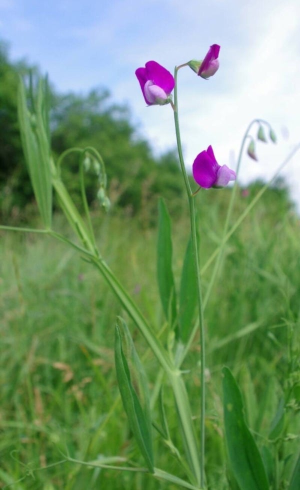 Biologische Ruige Lathyrus Zaden 10st